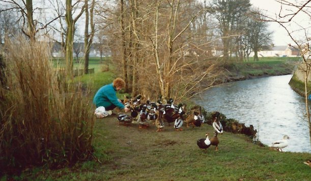 Phyllis Allen feeding the ducks in Pilton Park on the banks of the River Yeo